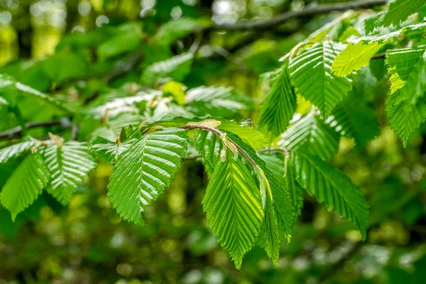 Fresh Green Sapful Foliage Spring Time Forest Ambiance — Stock Photo, Image