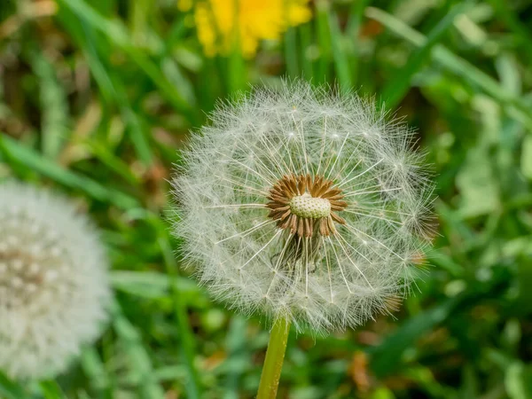 春天的时候 蒲公英的花冠被吹走了一部分 — 图库照片