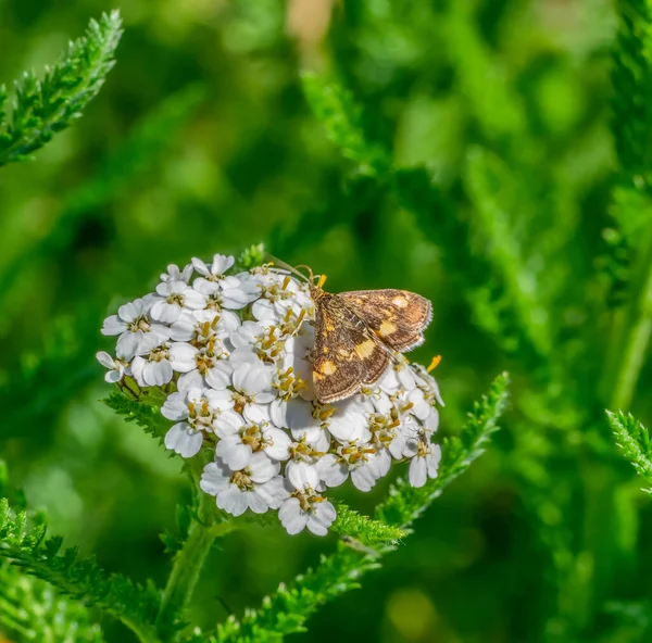 Pequena Borboleta Marrom Flor Branca Ambiente Vegetação — Fotografia de Stock