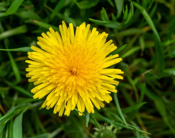 上から見た草のような雰囲気のタンポポの花 — ストック写真