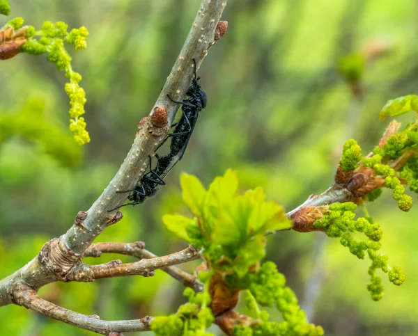 Accoppiamento Biancospino Vola Primavera Ambiente Naturale — Foto Stock