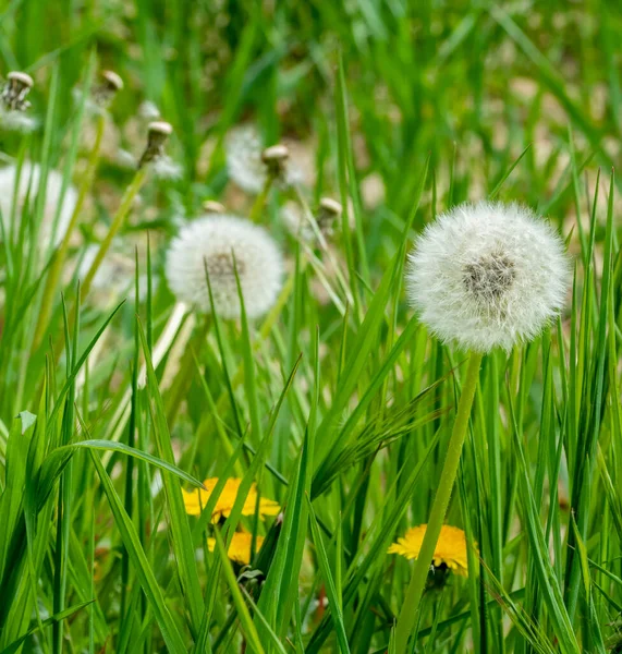 Maskros Blommor Med Groddar Våren — Stockfoto