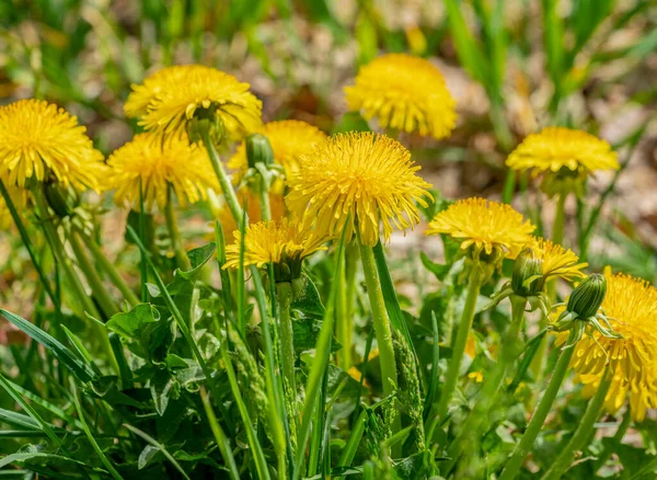 春の陽気な雰囲気のタンポポの花 — ストック写真