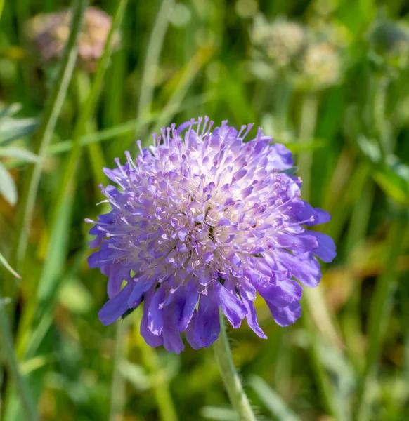 Feldkrätze Blütenkopf Natürlichem Sonnigem Ambiente — Stockfoto