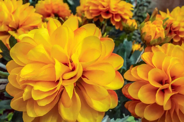 Quadro Completo Flores Amarelas Artificiais Closeup — Fotografia de Stock