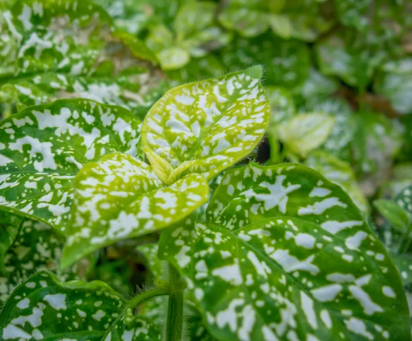 フルフレームの二色グリーンの葉の背景 — ストック写真