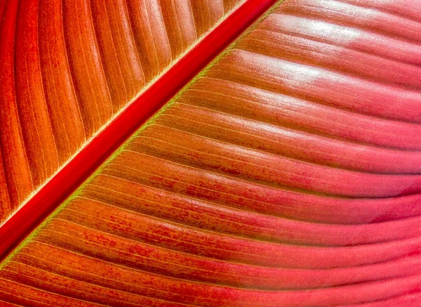 Natural Full Frame Red Leaf Background — Stock Photo, Image