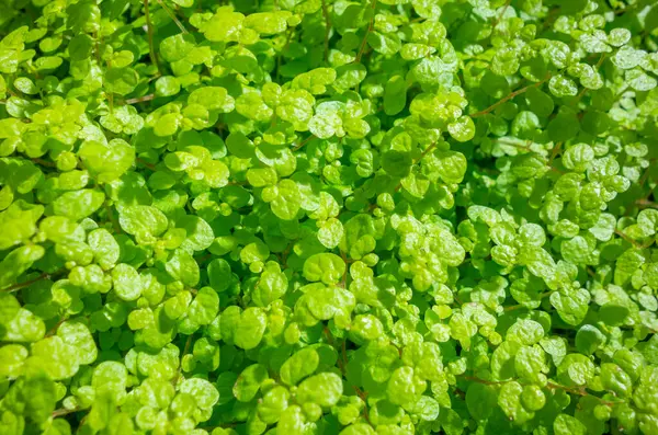 Cornice Naturale Pieno Fine Verde Foglie Sfondo — Foto Stock