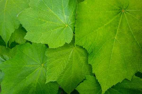 Natural Full Frame Green Leaves Background — Stock Photo, Image