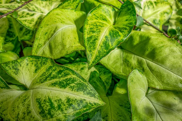 Ein Natürlicher Vollrahmen Grün Blätter Hintergrund — Stockfoto