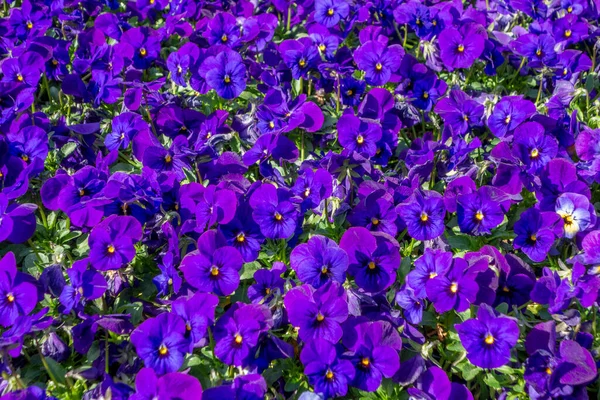 full frame colorful pansy flowers closeup