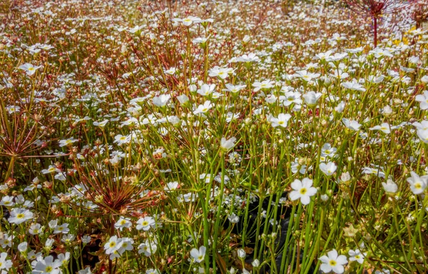 Vegetación Flores Blancas Densas Marco Completo Ambiente Soleado — Foto de Stock
