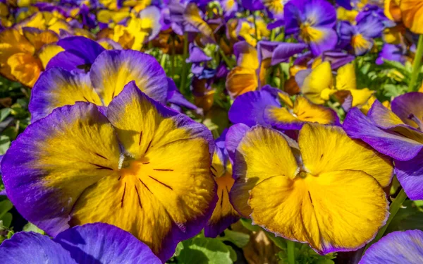 Plný Rám Barevné Buclaté Květiny Detailní — Stock fotografie
