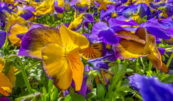 Full Frame Colorful Pansy Flowers Closeup — Stock Photo, Image