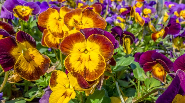 Full Frame Colorful Pansy Flowers Closeup — Stock Photo, Image