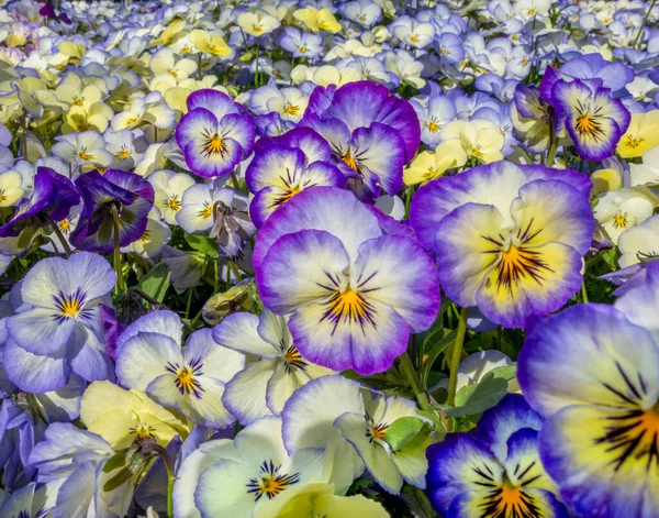 Quadro Completo Colorido Flores Pantanosas Close — Fotografia de Stock