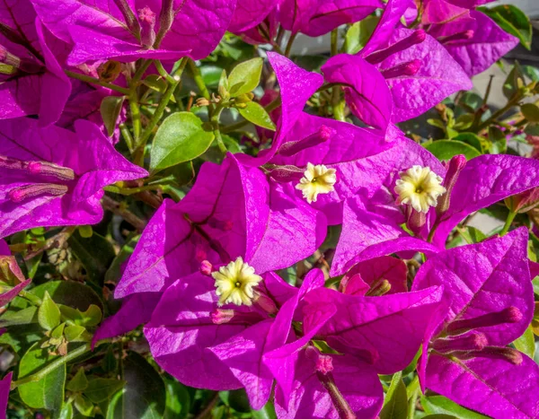 Close Tiro Algumas Flores Violetas Coloridas Vibrantes Ambiente Ensolarado — Fotografia de Stock