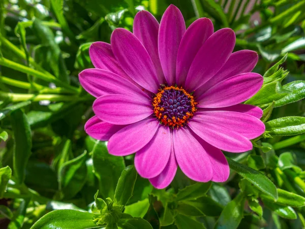 Primo Piano Fiore Crisantemo Colore Viola Ambiente Soleggiato — Foto Stock