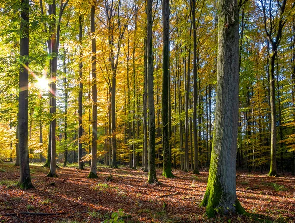 Идиллические Лесные Пейзажи Осенью Южной Германии — стоковое фото