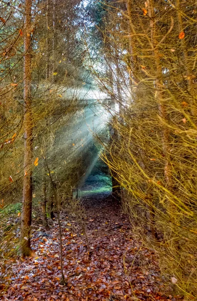 Furcsa Táj Mutatja Napsugarak Egy Erdőben — Stock Fotó