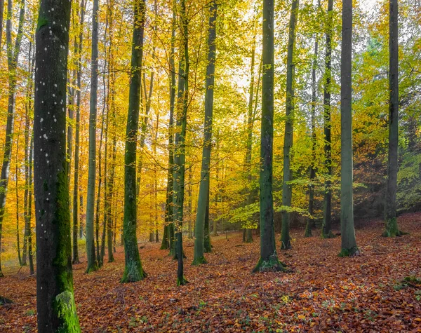 Idyllic Forest Scenery Autumn Time Southern Germany — Stock Photo, Image