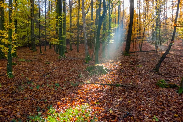 Mystická Scenérie Zobrazující Sluneční Paprsky Lese Podzim — Stock fotografie