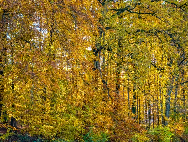 德国南部秋天田园诗般的森林风景 — 图库照片