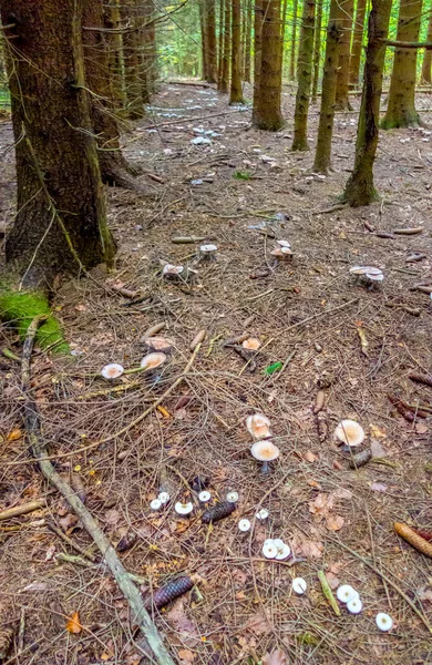 Hochwinkelaufnahme Mit Vielen Pilzen Natürlichem Ambiente — Stockfoto