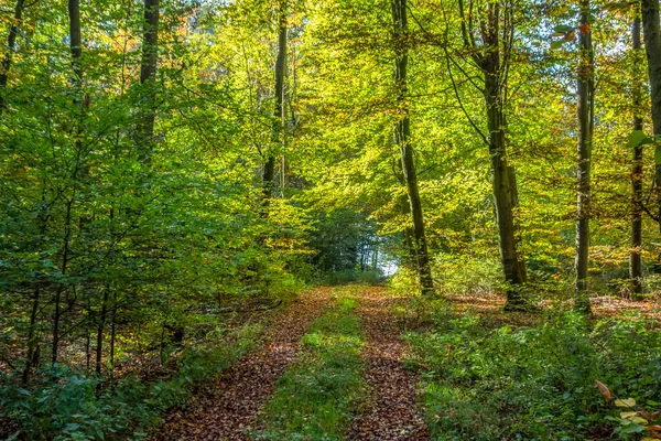 Paesaggio Idilliaco Foresta Autunno Nel Sud Della Germania — Foto Stock