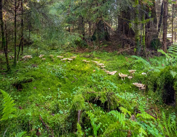 秋の森の中の妖精の輪 — ストック写真