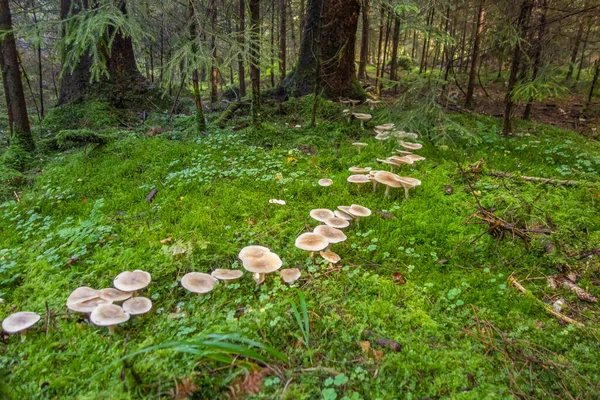 fairy ring in a forest at autumn time