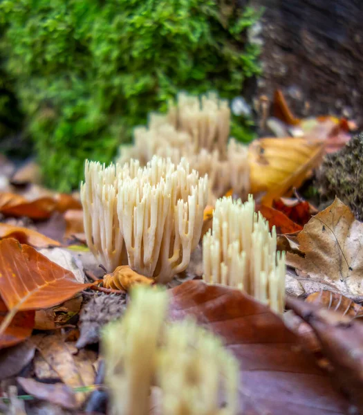 Club Fungi Stock Photos Royalty Free Images Depositphotos