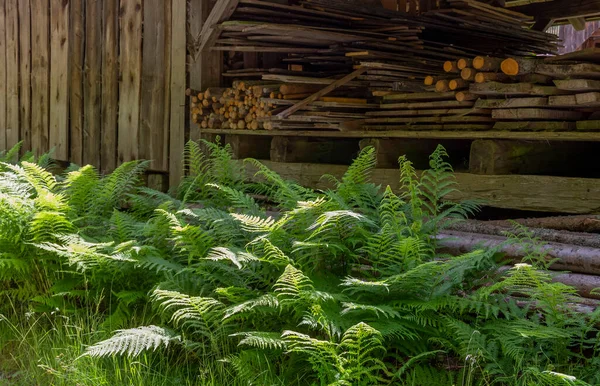 Buiten Landschap Tonen Varens Planten Houten Planken Zonnige Ambiance — Stockfoto