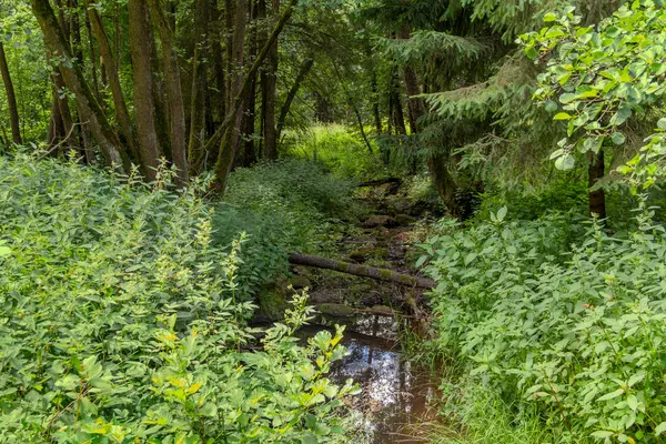 Impression Idyllic Nature Reserve Named Hoelle Bavarian Forestin Southern Germany — Stock Photo, Image