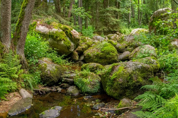 Intryck Det Idylliska Naturreservatet Hoelle Bayerska Forestin Södra Tyskland Sommaren — Stockfoto