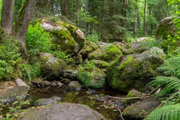 Intryck Det Idylliska Naturreservatet Hoelle Bayerska Forestin Södra Tyskland Sommaren — Stockfoto