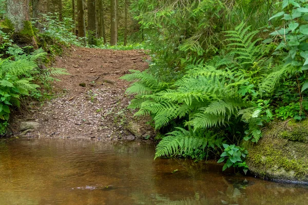 Güney Almanya Daki Bavyera Ormanı Nda Yaz Mevsiminde Hoelle Adında — Stok fotoğraf
