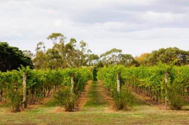 Satır Vines bir Bellarine Yarımadası bağ - Geelong, Victoria, Avustralya