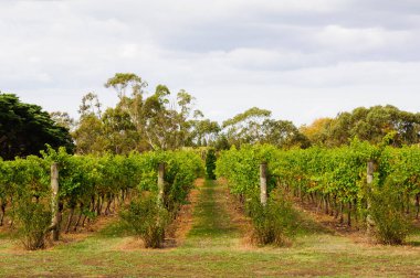 Rows of vines in a Bellarine Peninsula vineyard - Geelong, Victoria, Australia clipart
