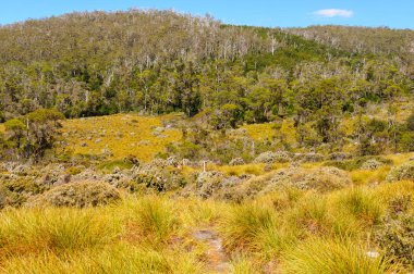Dove Canyon iz Cradle Mountain Lake St Clair Milli Parkı - Tazmanya, Avustralya mükemmel bir zam olduğunu