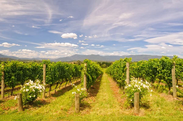 Satır içinde Yarra Vadisi bağ - Vines Yarra Glen, Victoria, Avustralya