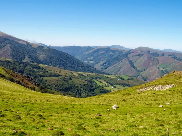 Beau Pâturage Vert Haut Dans Les Pyrénées Sur Camino Français — Photo