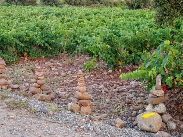 Camino Útjelzés Cölöpök Mentén Szőlő Poyo Roldan Rioja Spanyolország — Stock Fotó