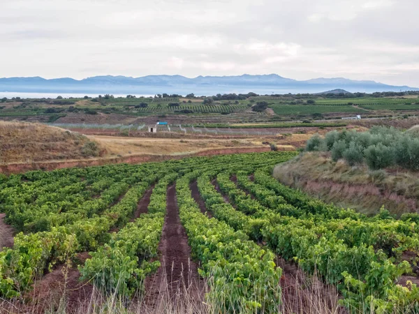 Vista Vinha Poyo Roldan Rioja Espanha — Fotografia de Stock