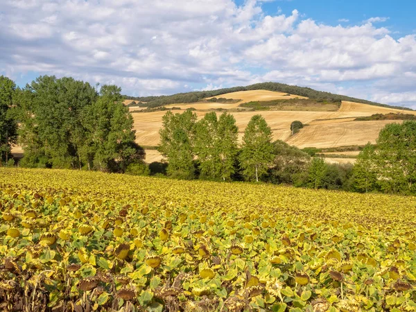 Ayçiçeği Alan Güz Espinosa Del Camino Kastilya Len Spanya — Stok fotoğraf