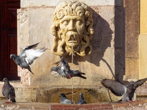 Las Palomas Disfrutan Del Refrescante Agua Fuente Plaza San Isidoro — Foto de Stock