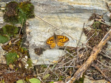 Bir rock - Foncebadon, Kastilya ve Leon, İspanya dinlenme kahverengi kelebek duvar
