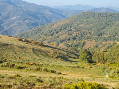 Otlatma sığır yukarı yüksek dağlarda Punto Alto - çevresinde Manjarin, Kastilya ve Leon, İspanya