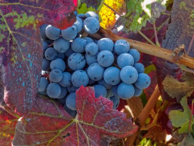 Mencia üzüm hasat sezonu - Villafranca del Bierzo, Kastilya ve Leon, İspanya