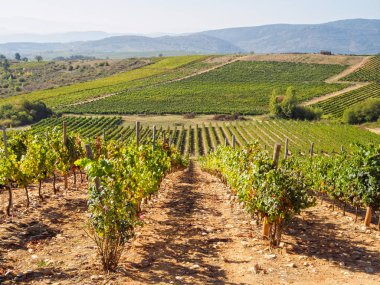 Üzüm bağları - Villafranca del Bierzo, Kastilya ve Leon, İspanya ile kaplı tepeler haddeleme